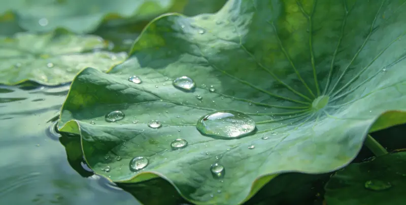 乳腺/卵巢癌靶向120基因检测（组织）图4