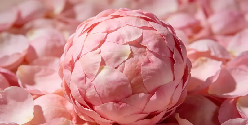 遗传性乳腺癌卵巢癌全面检测图2